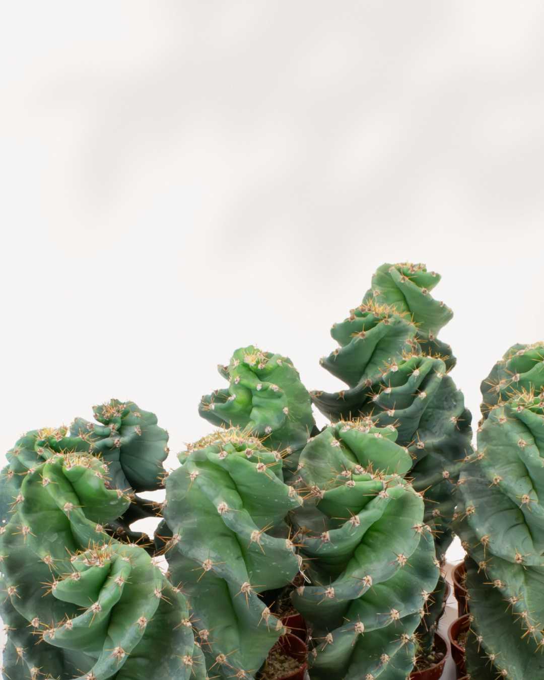 Spiral Cactus