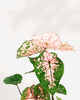 Caladium Pink Splash