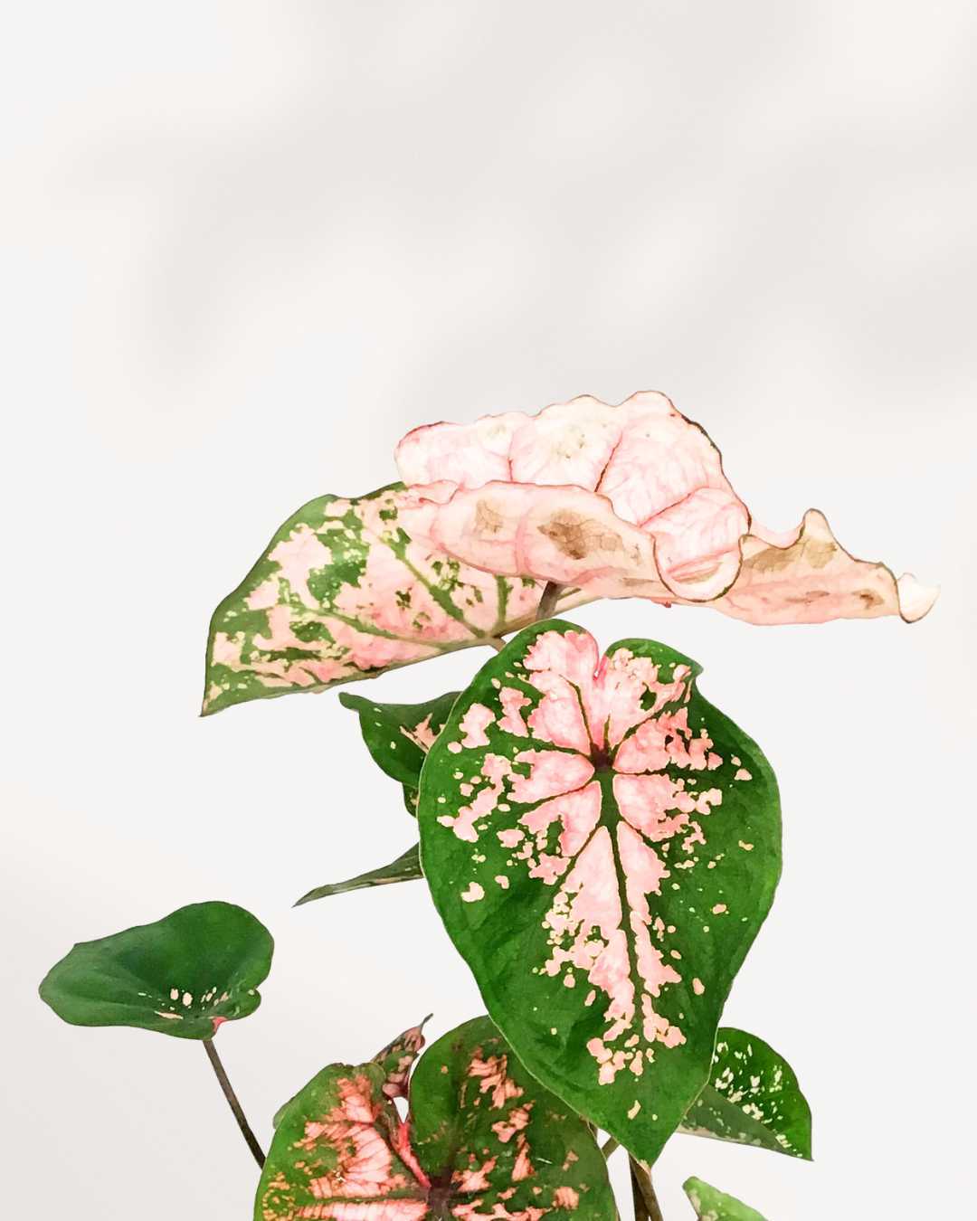 Caladium Pink Splash