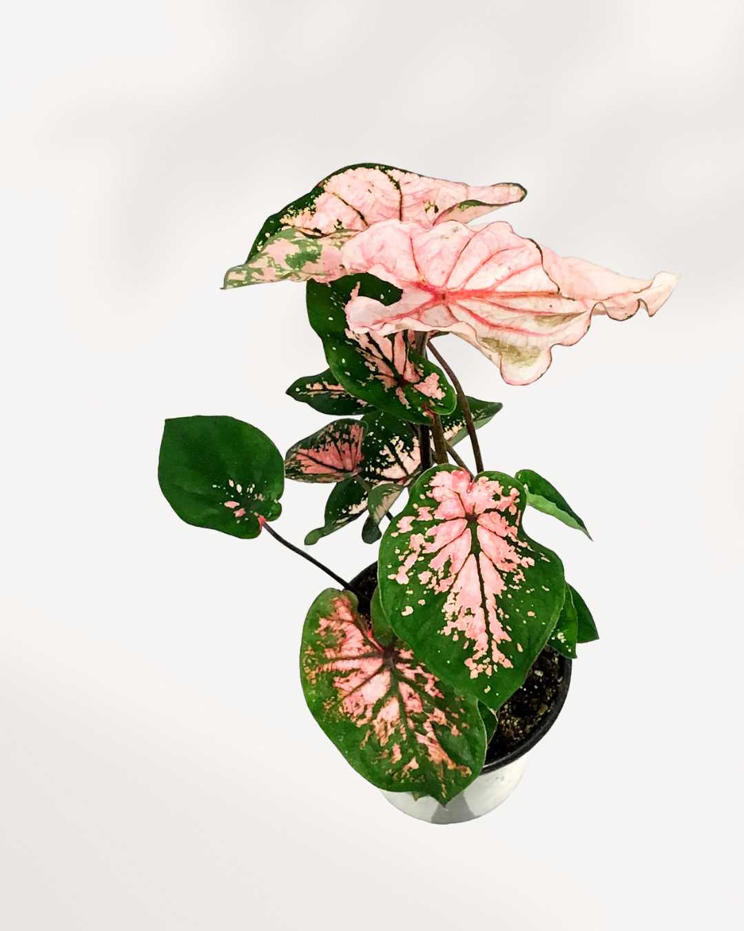 Caladium Pink Splash