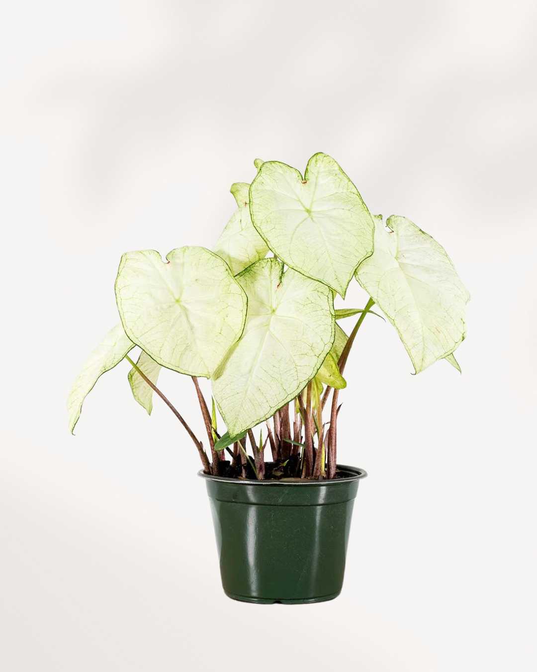 Caladium White Moonlight 6" Pot - Medium