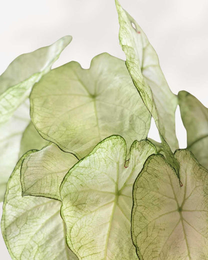 Caladium White Moonlight