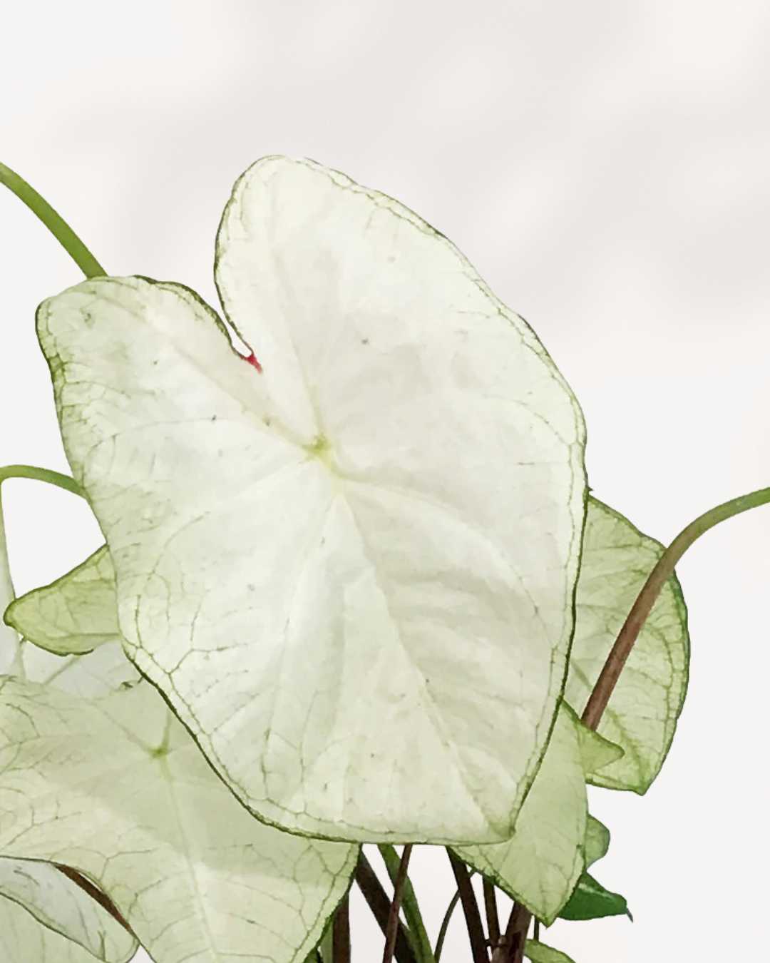 Caladium White Moonlight