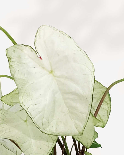 Caladium White Moonlight