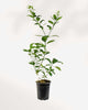 Citrus, Calamondin Orange 5" Pot - Medium (Edible)
