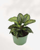 Calathea Beauty Star