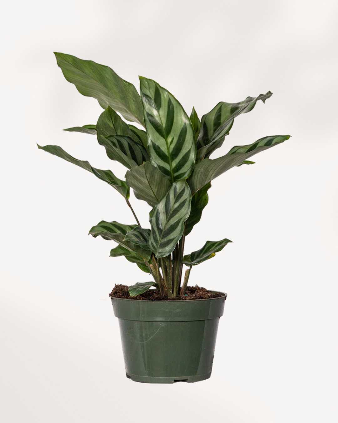 Calathea Freddie 5" Pot - Medium