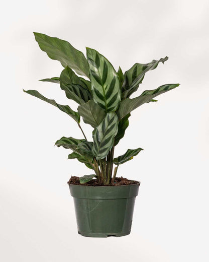 Calathea Freddie 5" Pot - Medium