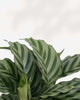Close-up of Calathea Freddie's striped leaves
