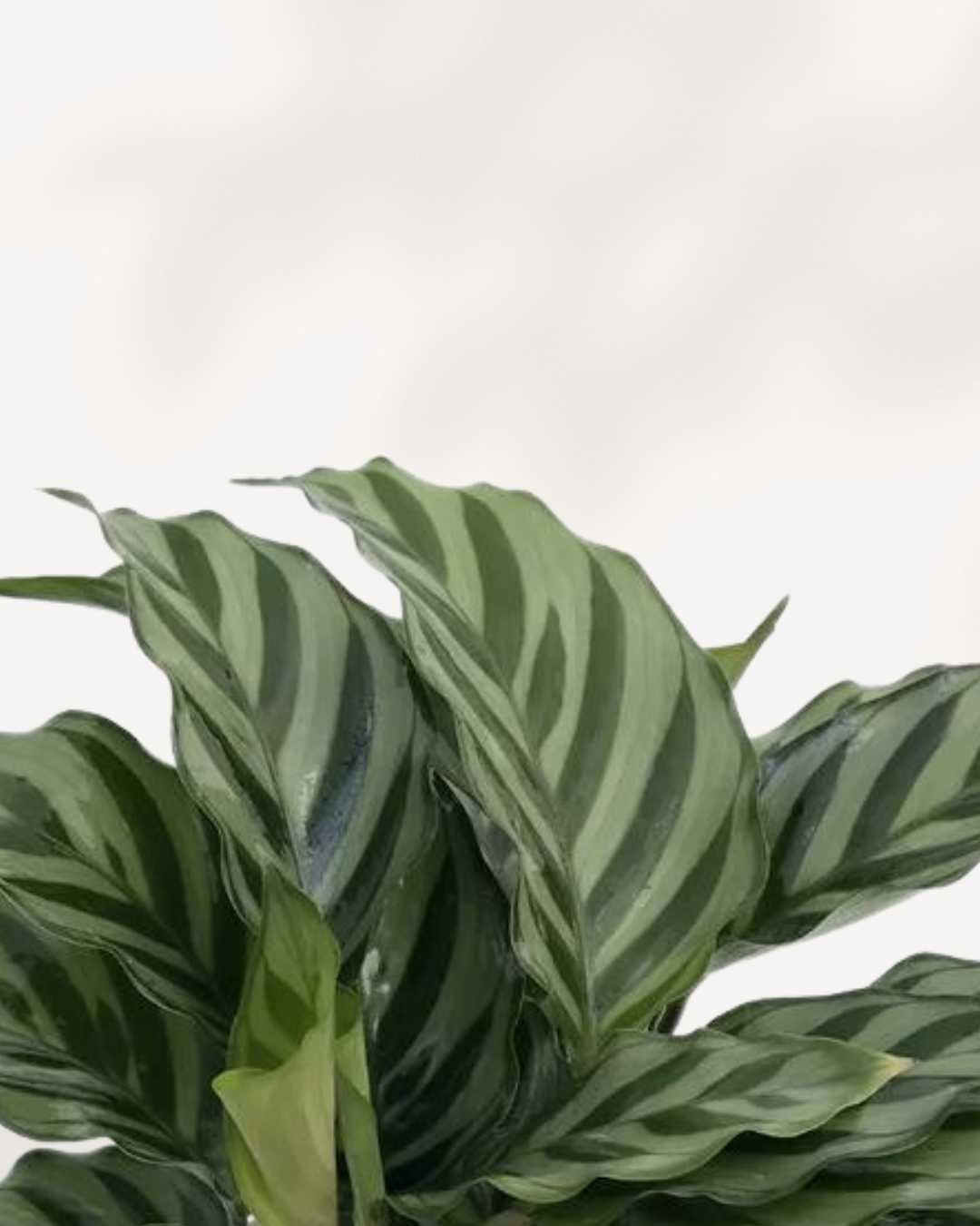 Close-up of Calathea Freddie's striped leaves