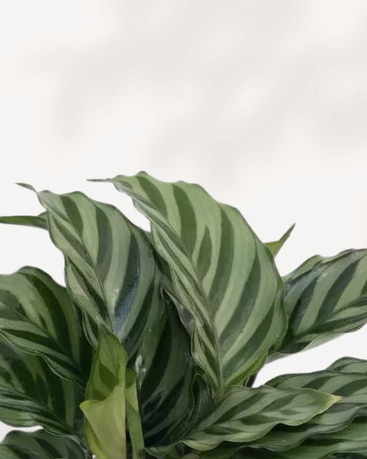 Calathea Freddie 4" Pot - Small