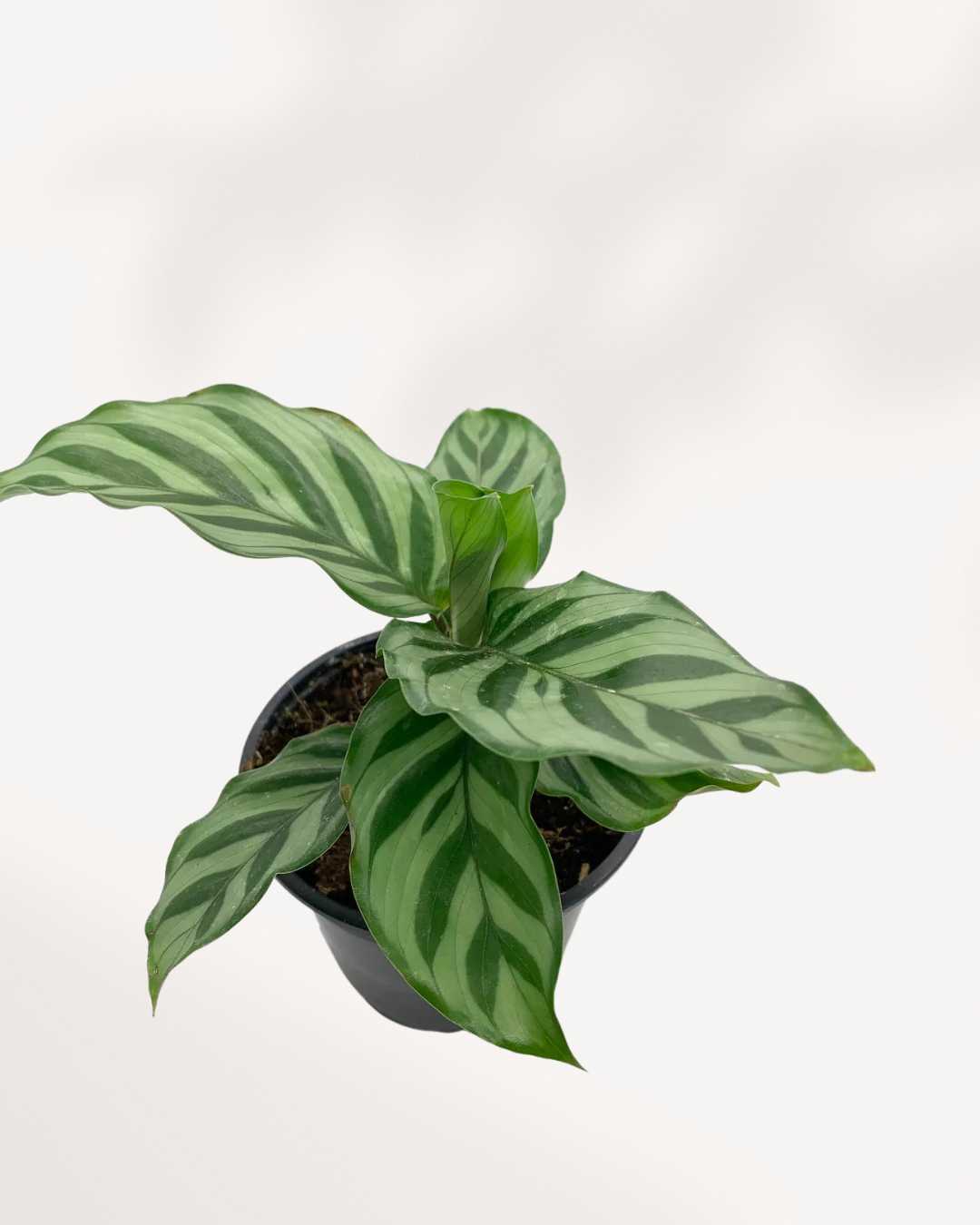 Calathea Freddie plant in a pot