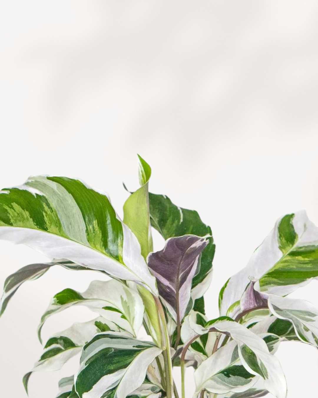 Close-up of Calathea Fusion White's marbled variegated leaves