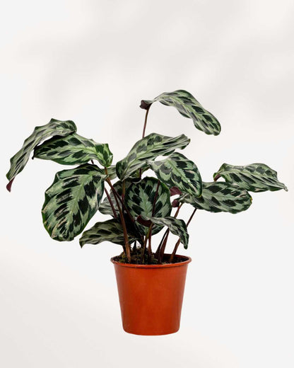 Calathea Helen Kennedy 4" Pot Small (smaller than picture)