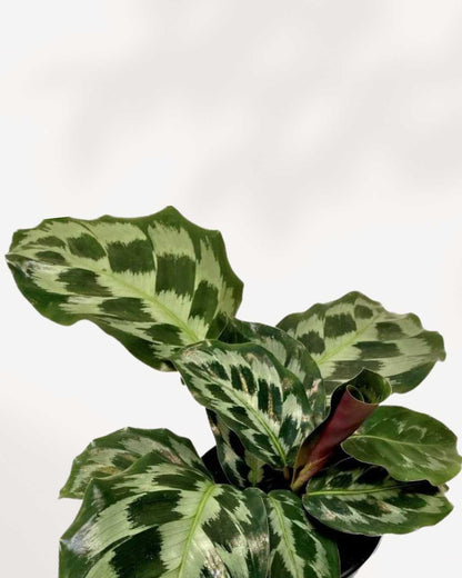Close-up of Calathea Helen Kennedy's peacock-patterned leaves