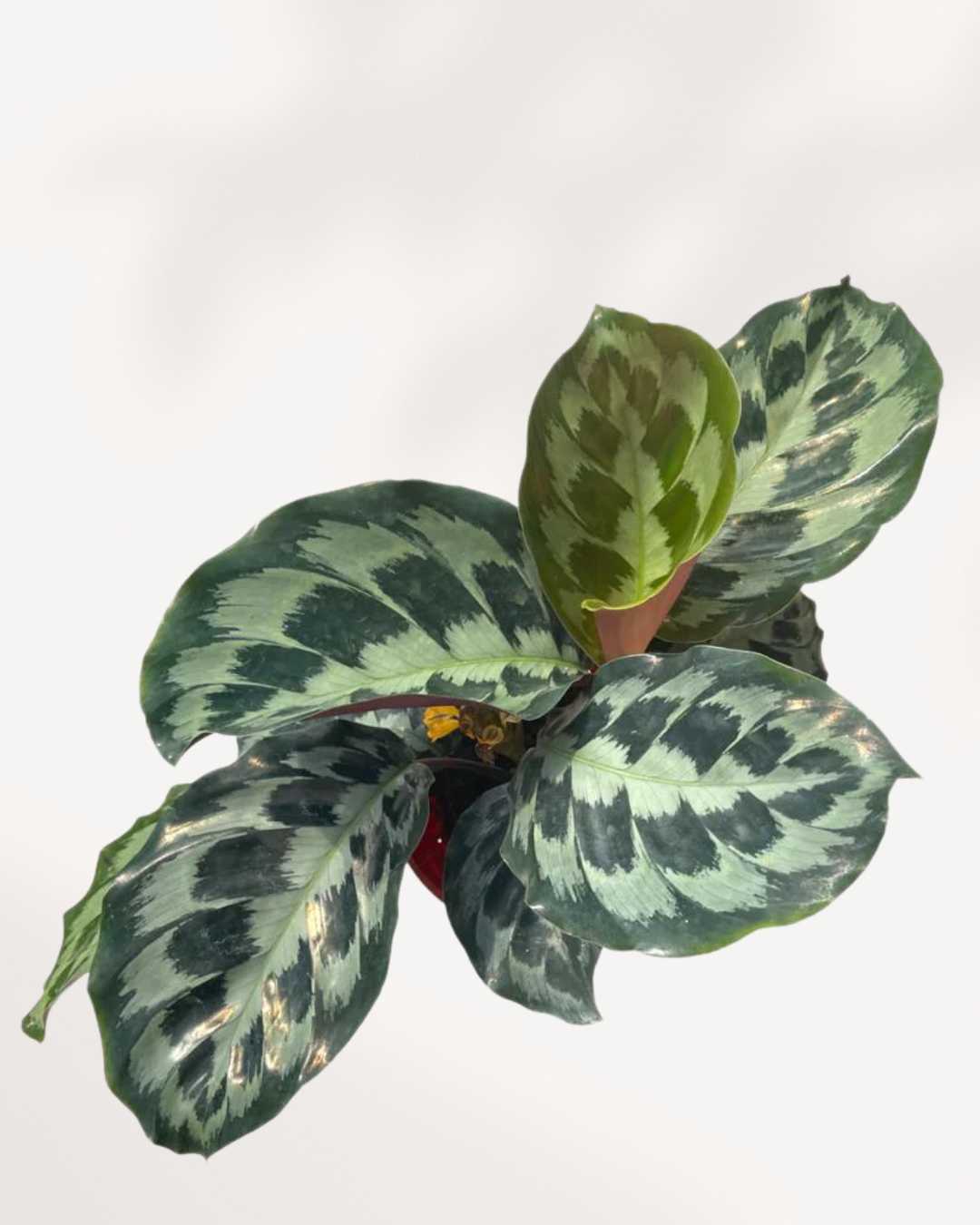 Calathea Helen Kennedy plant in a pot