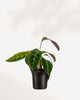 Calathea Jungle Velvet