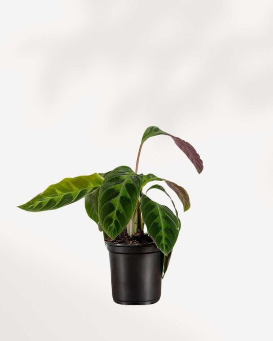 Calathea Jungle Velvet