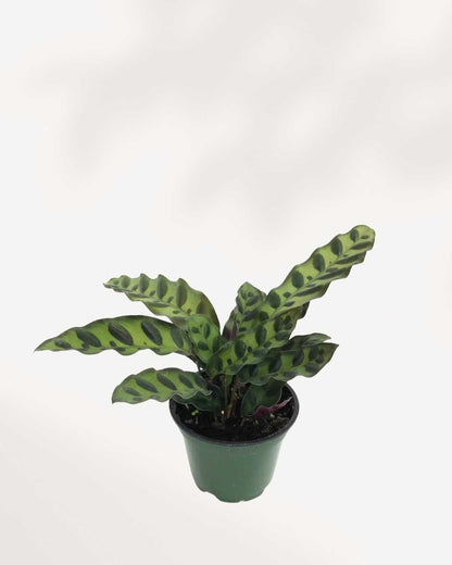 Calathea Lancifolia Rattlesnake