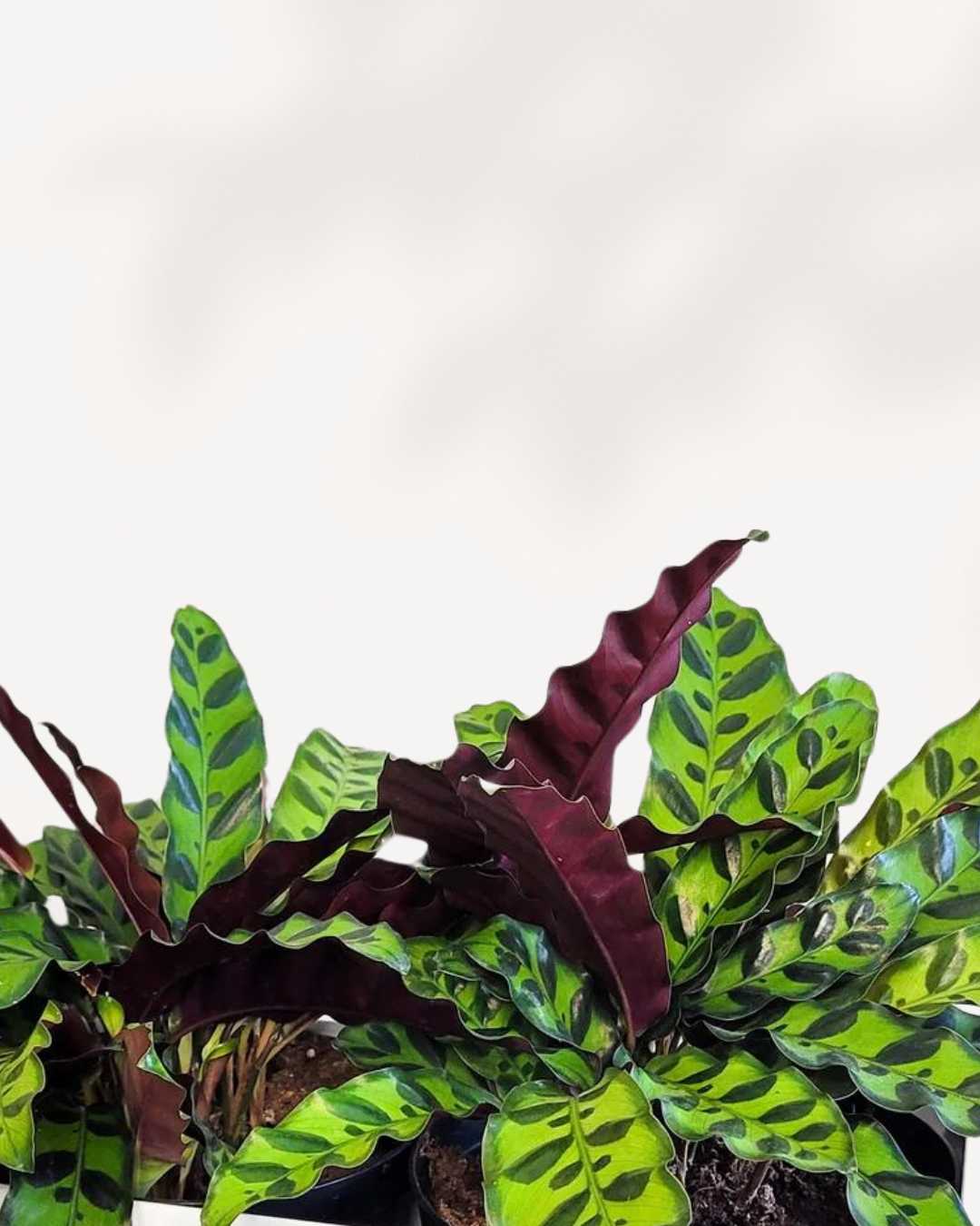 Close-up of Calathea Lancifolia Rattlesnake's wavy patterned leaves