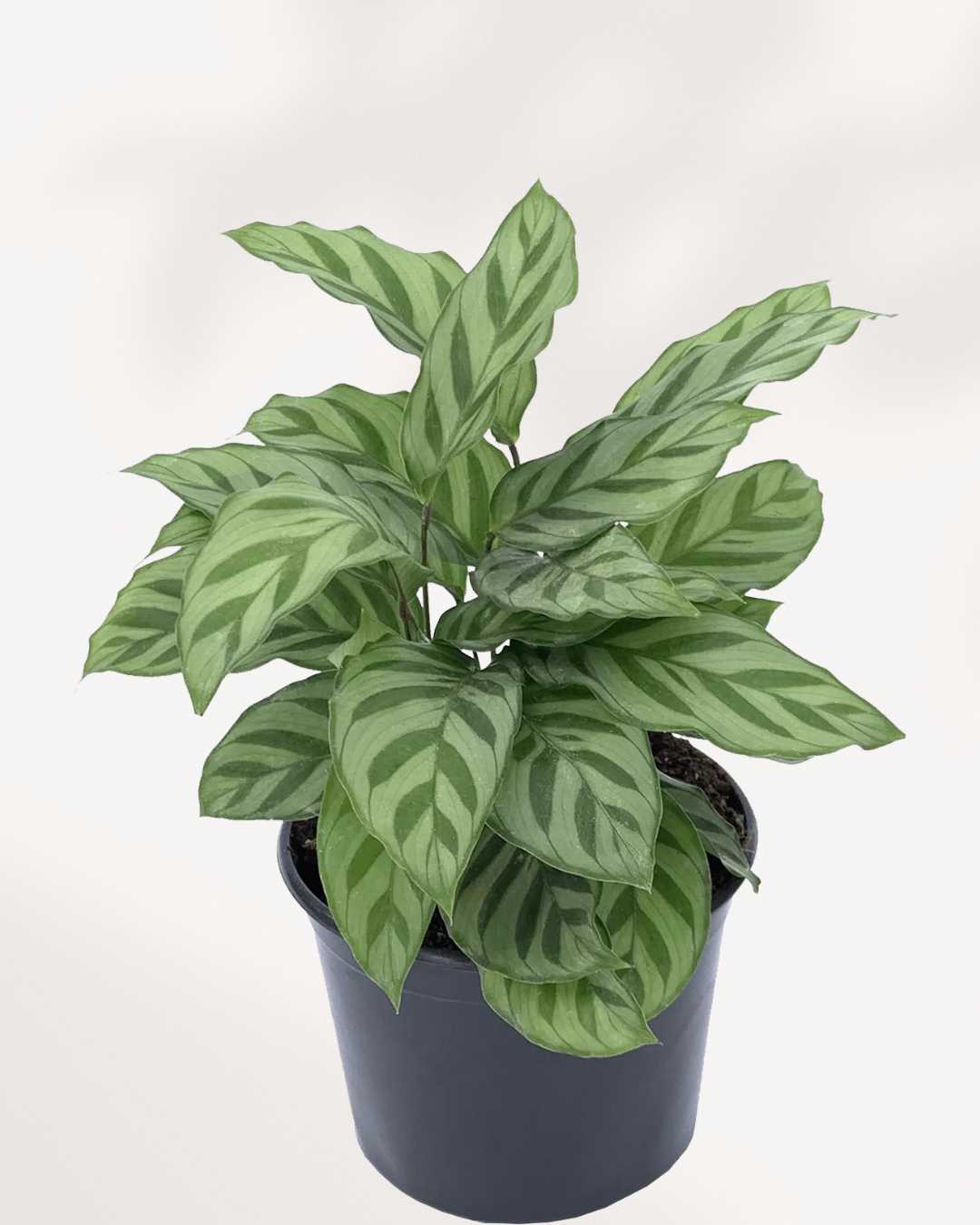 Calathea Leopordina 6" Pot - Medium