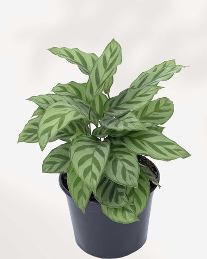 Calathea Leopordina 6" Pot - Medium