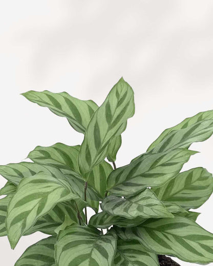 Close-up of Calathea Leopordina's brushstroke-patterned leaves