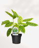 Calathea Leopordina plant in a small pot
