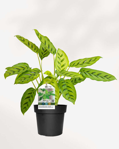 Calathea Leopordina plant in a small pot