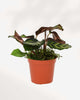 Calathea Makoyana Peacock 2.5" Pot - XSmall | Buy Online