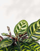 Calathea Makoyana plant in a pot