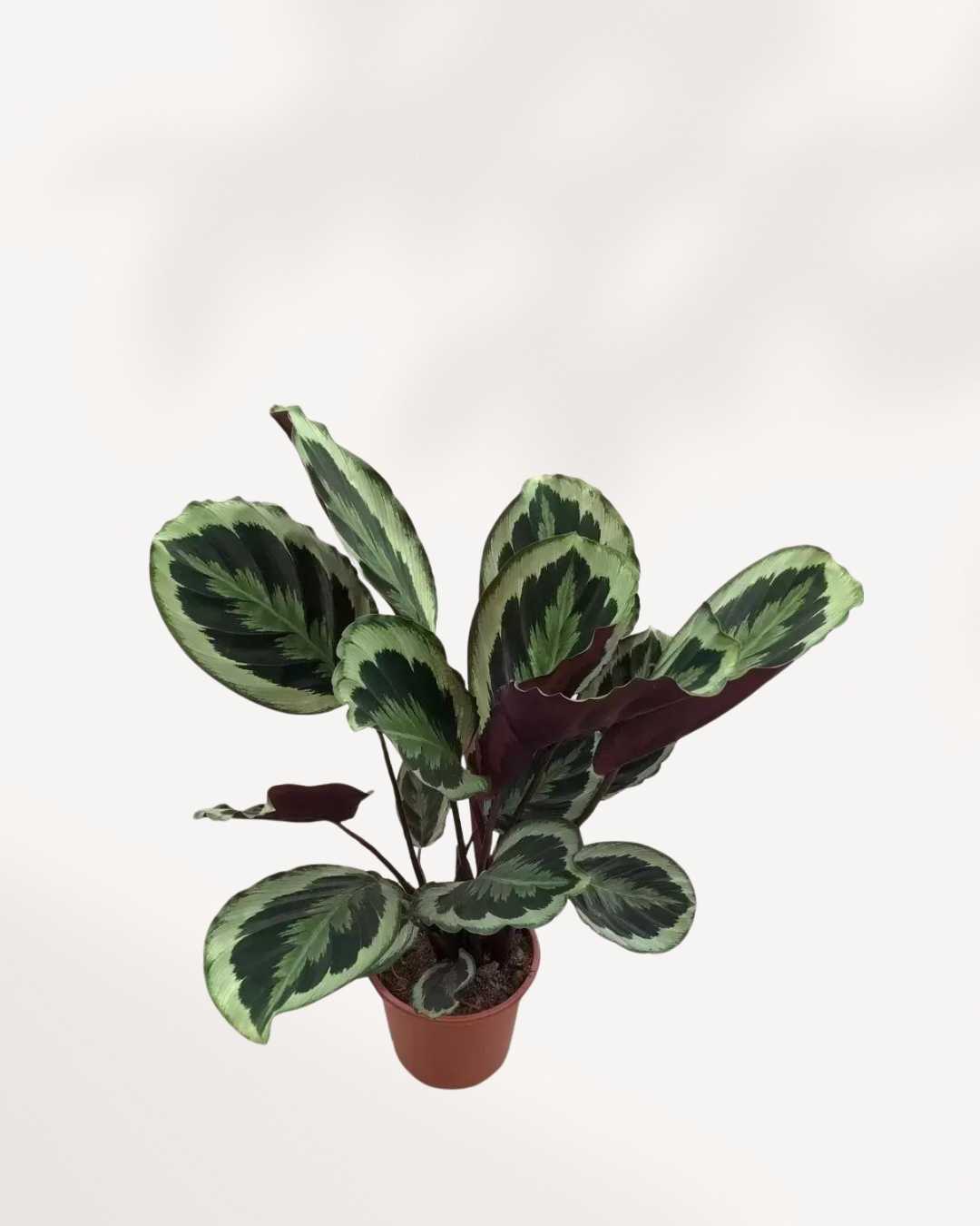 Calathea Marion