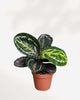 Calathea Medallion 4" Pot - Small