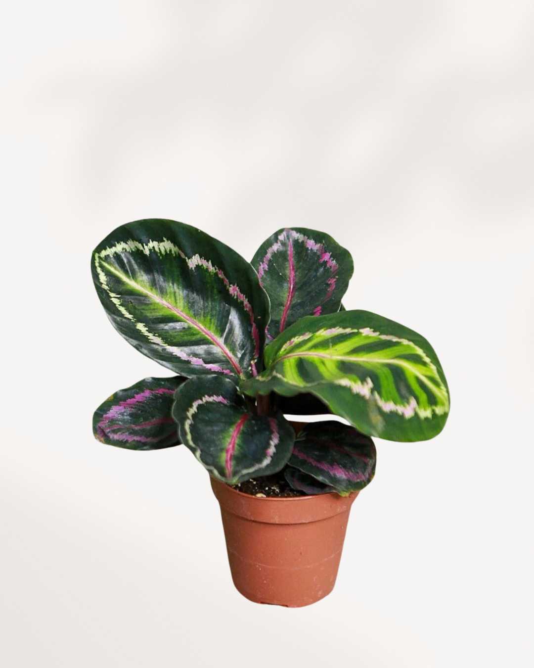 Calathea Medallion 4" Pot - Small