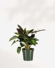 Close-up of Calathea Misto's variegated cream and green leaves