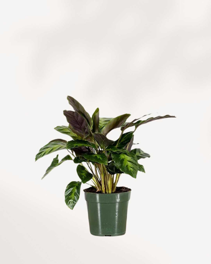 Close-up of Calathea Misto's variegated cream and green leaves
