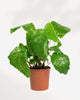 Top view of Calathea Musaica Network's foliage