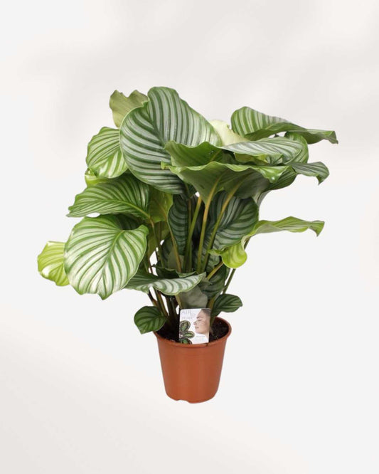 Calathea Orbifolia
