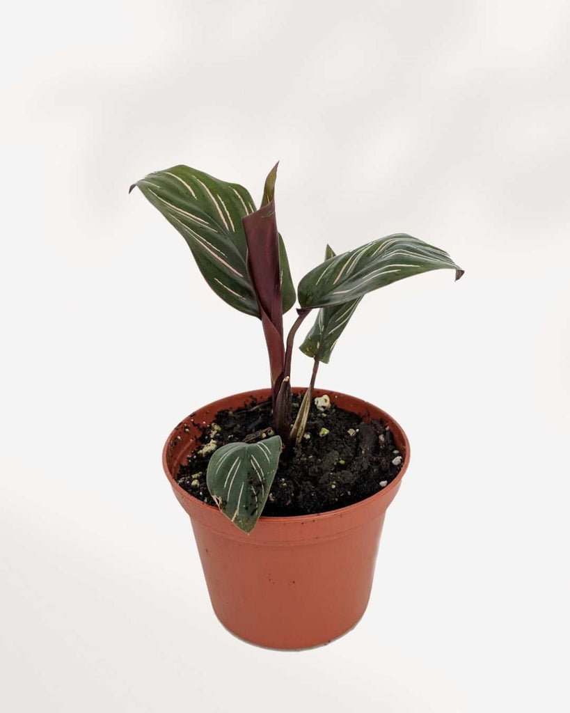 Calathea Ornata Pinstripe 2.5" Pot - XSmall