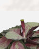 Calathea Roseopicta Rosy plant in a pot