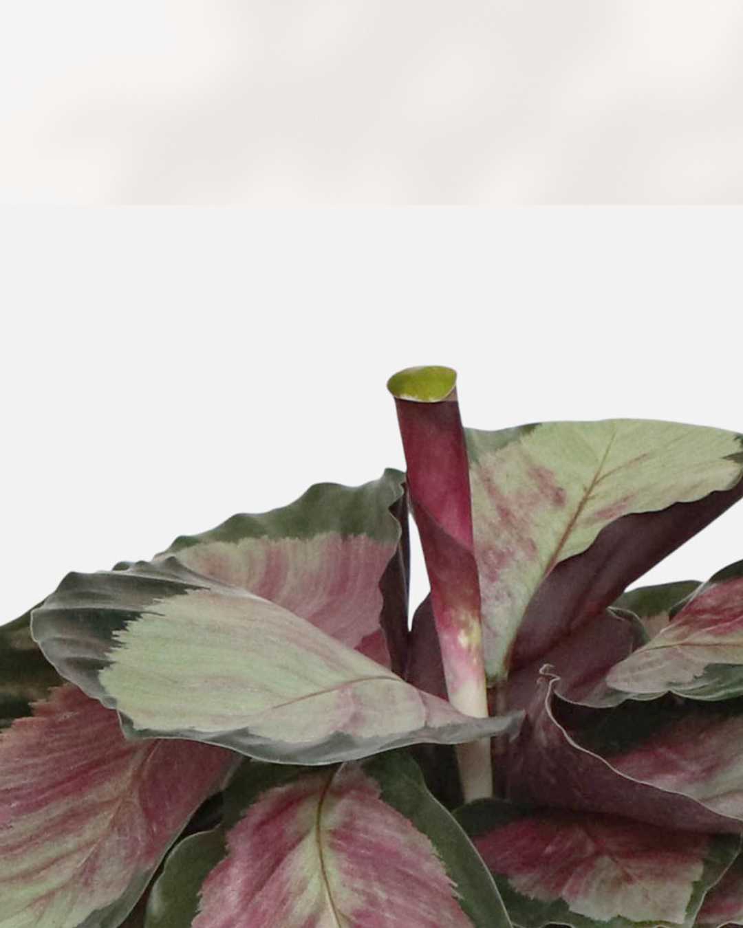 Calathea Roseopicta Rosy plant in a pot