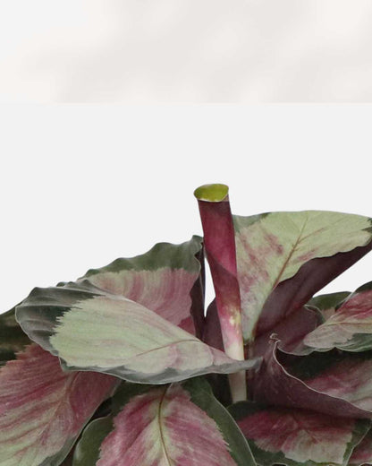 Calathea Roseopicta Rosy plant in a pot