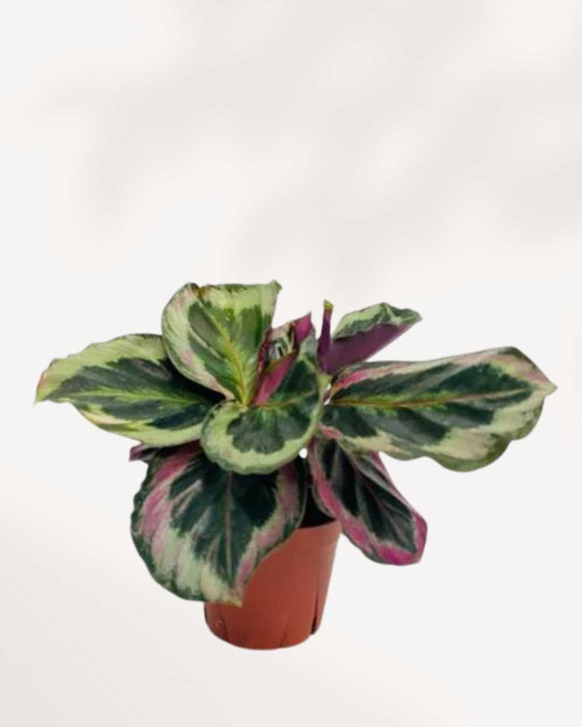 Calathea Shinestar