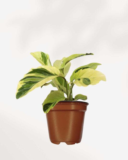 Calathea Yellow Fusion 4" Pot Small (smaller than picture)