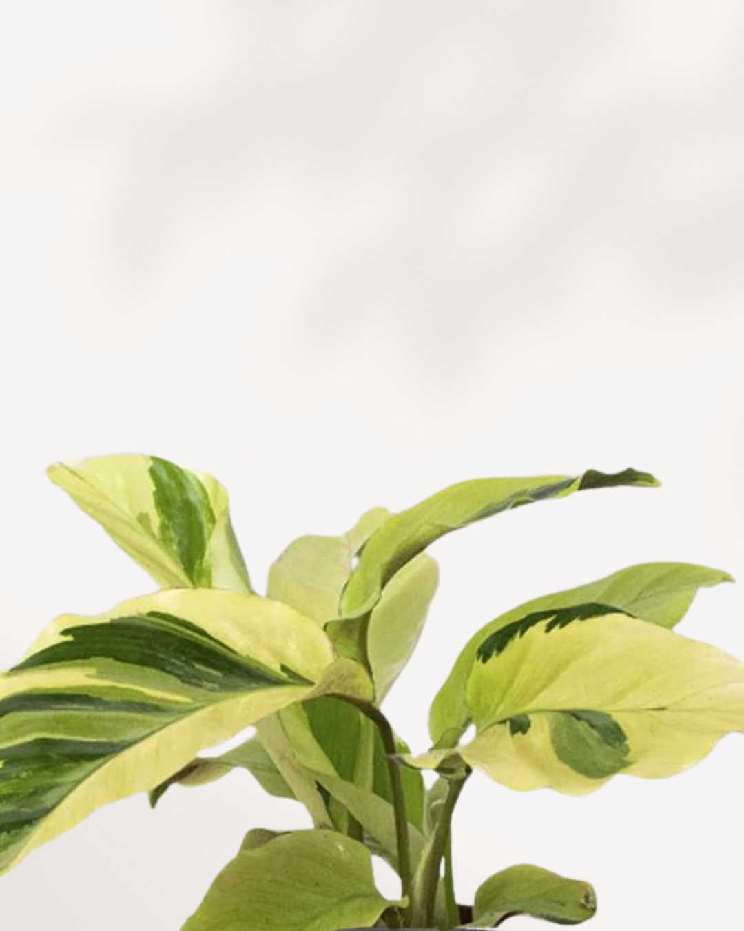 Calathea Yellow Fusion