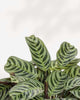 Calathea Burle Marxii