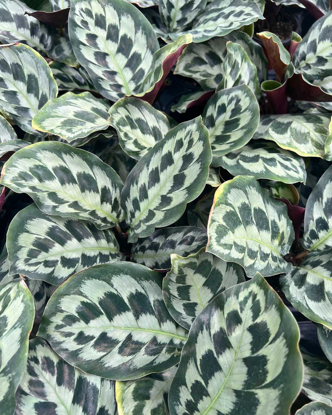 Top view of Calathea Helen Kennedy's foliage
