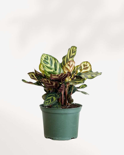 Top view of Calathea Makoyana's foliage