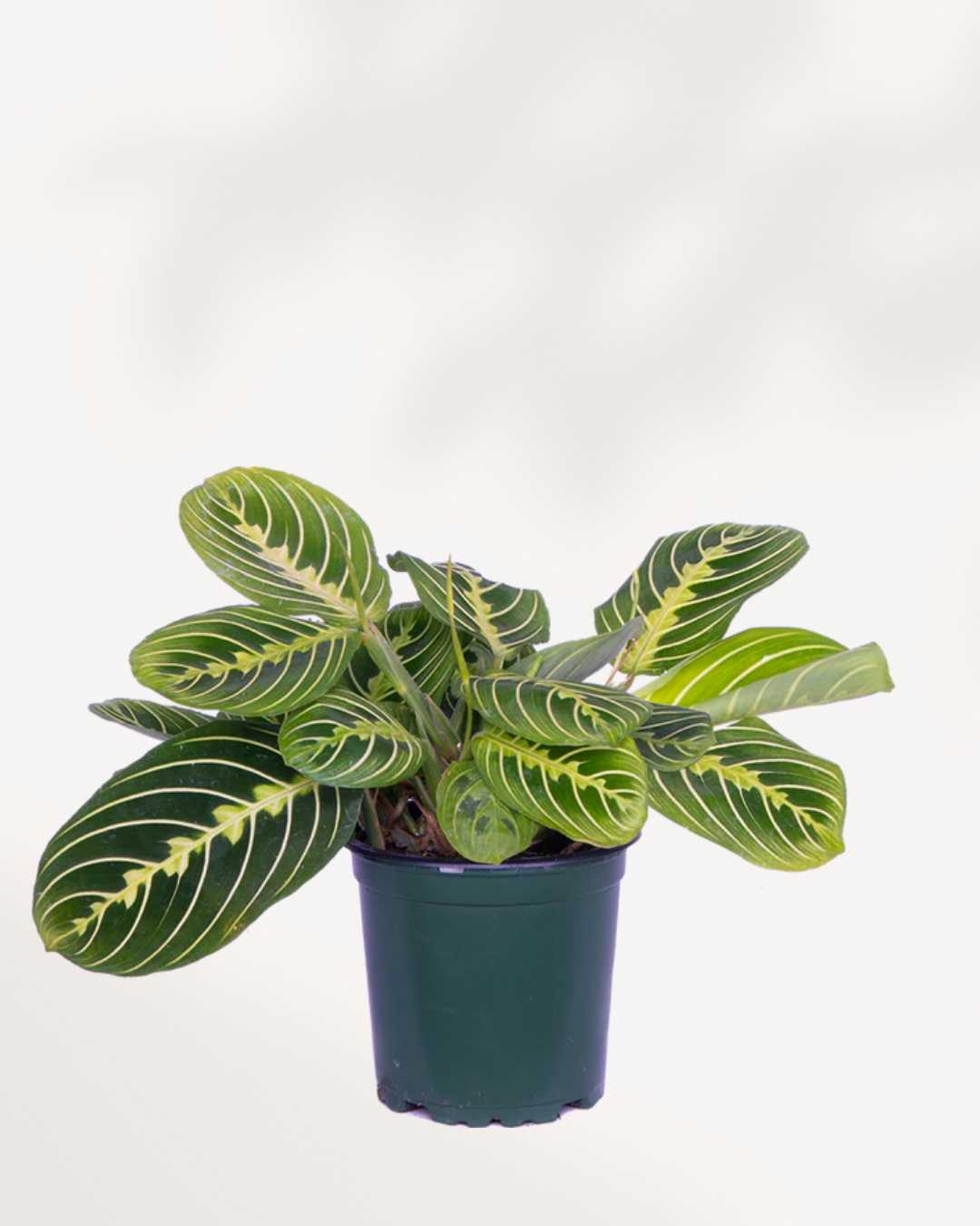 Maranta Lemon Lime 6" Pot - Medium