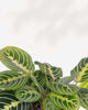Maranta Lemon Lime